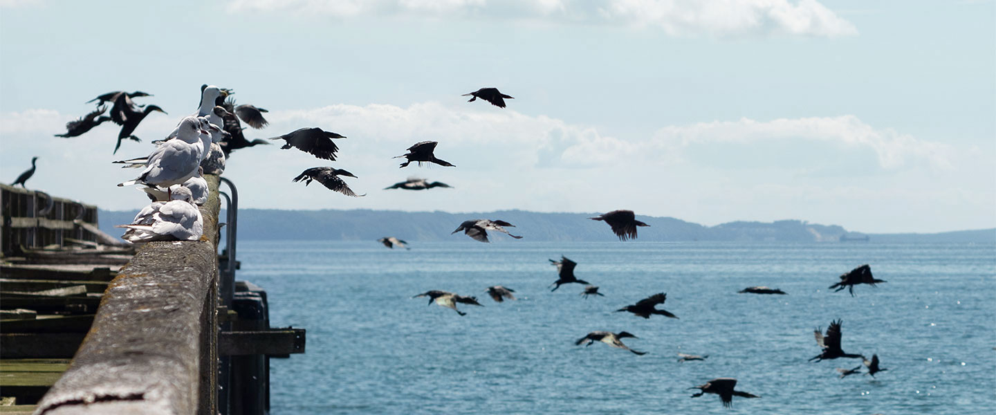 Fliegen lernen - Seebrücke Sassnitz - Rügen